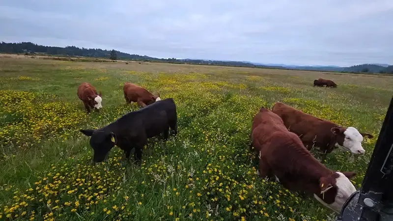 Why Rotational Grazing Cuts Hay Costs Better Than Making Your Own